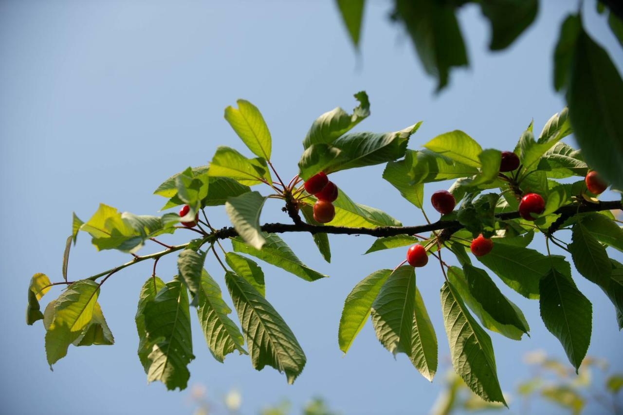 Appartamento Planinca -Hisa Z Razgledom Smarje pri Jelsah Esterno foto